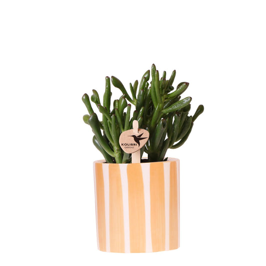 Kolibri Greens | Sukkulente Crassula Hobbit + bemalter Streifen-Topf orange - Topfgröße Ø9cm | blühende Zimmerpflanze - frisch vom Züchter