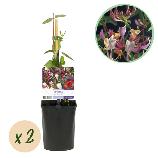 GreenboutiQ - Geißblatt - Lonicera Serotina - Blüte Rosa mit Weiß - Wenig Pflege - 2 Pflanzen - Topf 11cm Höhe 40cm