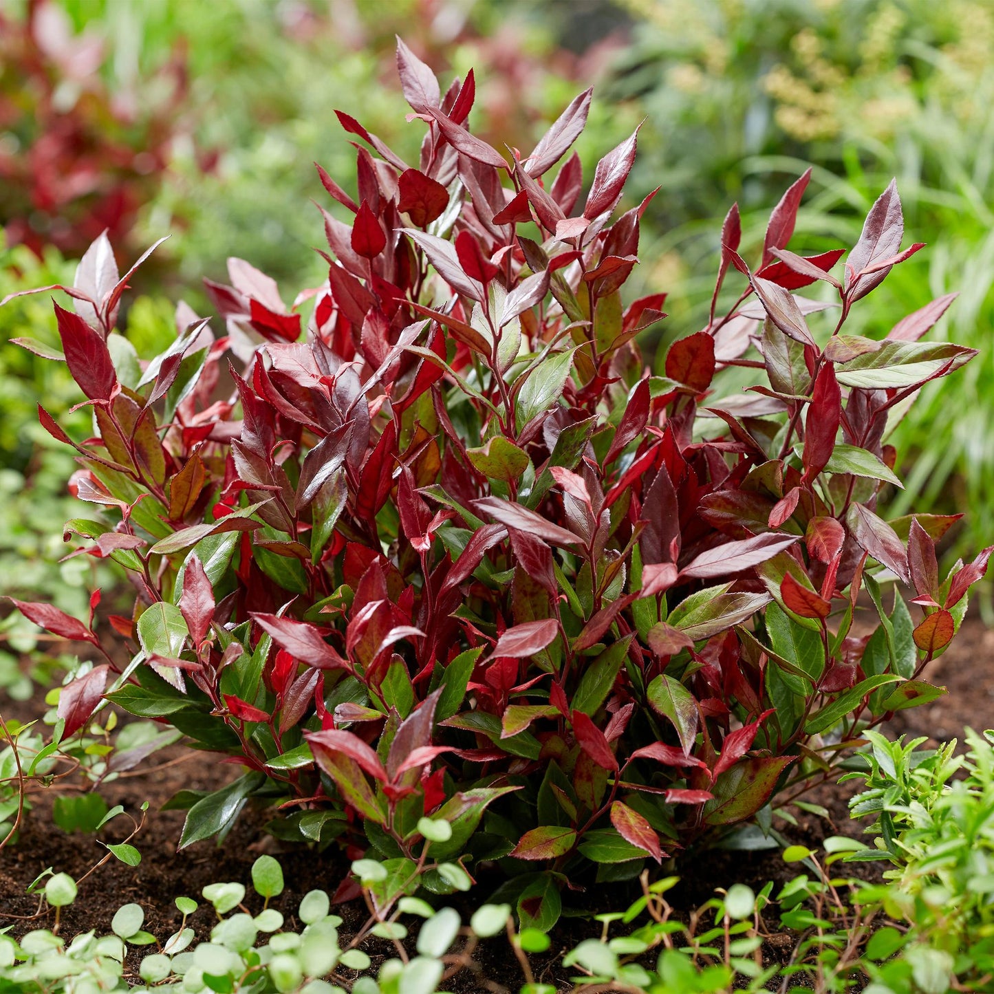 GreenboutiQ - Gartenpflanze - Leucothoe Little Flame - Rot - 2 Pflanzen - Immergrün - Pflegeleicht - Topf 17cm Höhe 45cm
