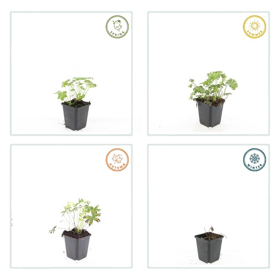 20x Geranium sang. 'Album' - ↕10-25cm - Ø9cm