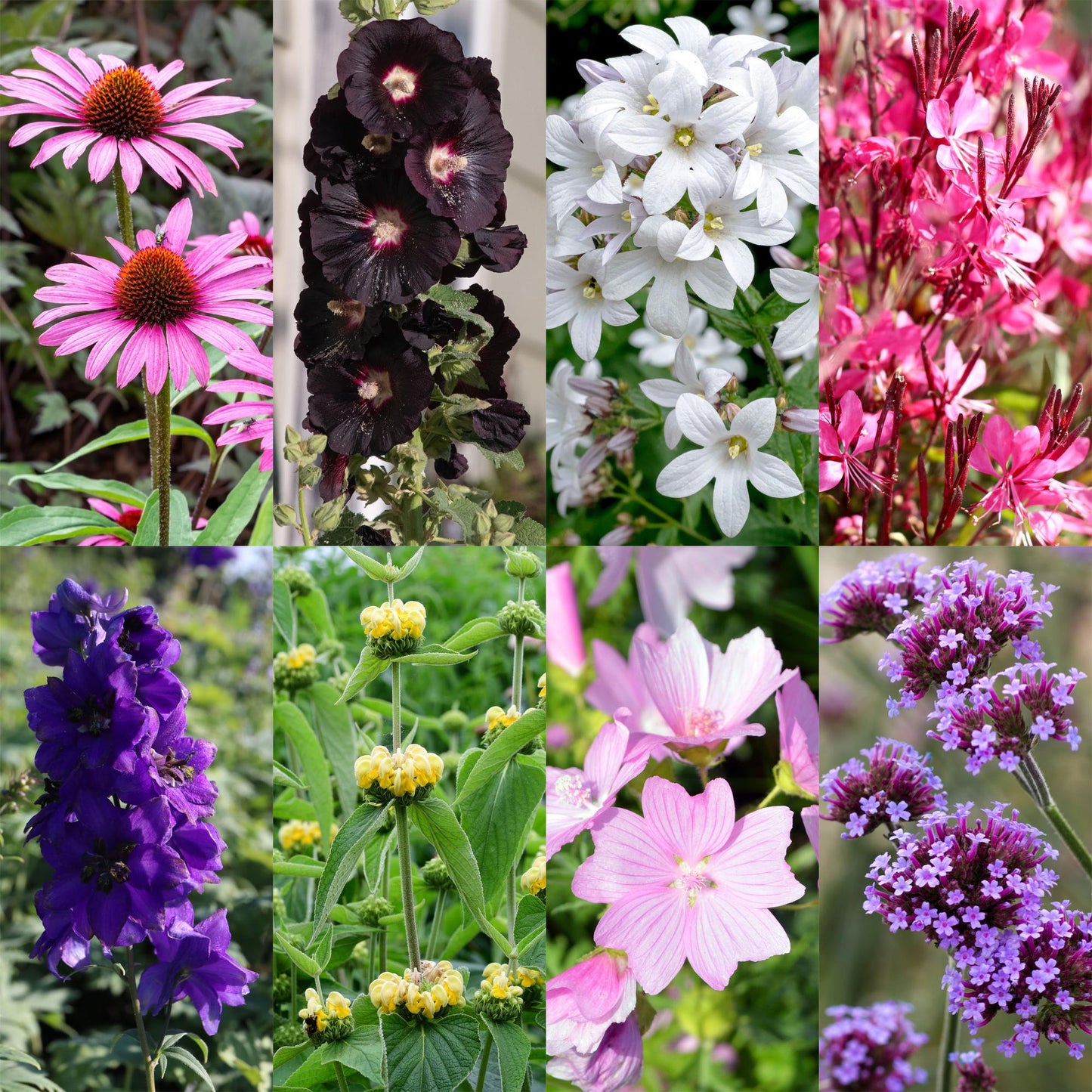 GreenboutiQ - Staudenpaket - Bienen- und Schmetterlingsanziehend - 8 Stauden - Für 1 m2 - Verschiedene Farben - Wenig Pflege - Topf 11cm