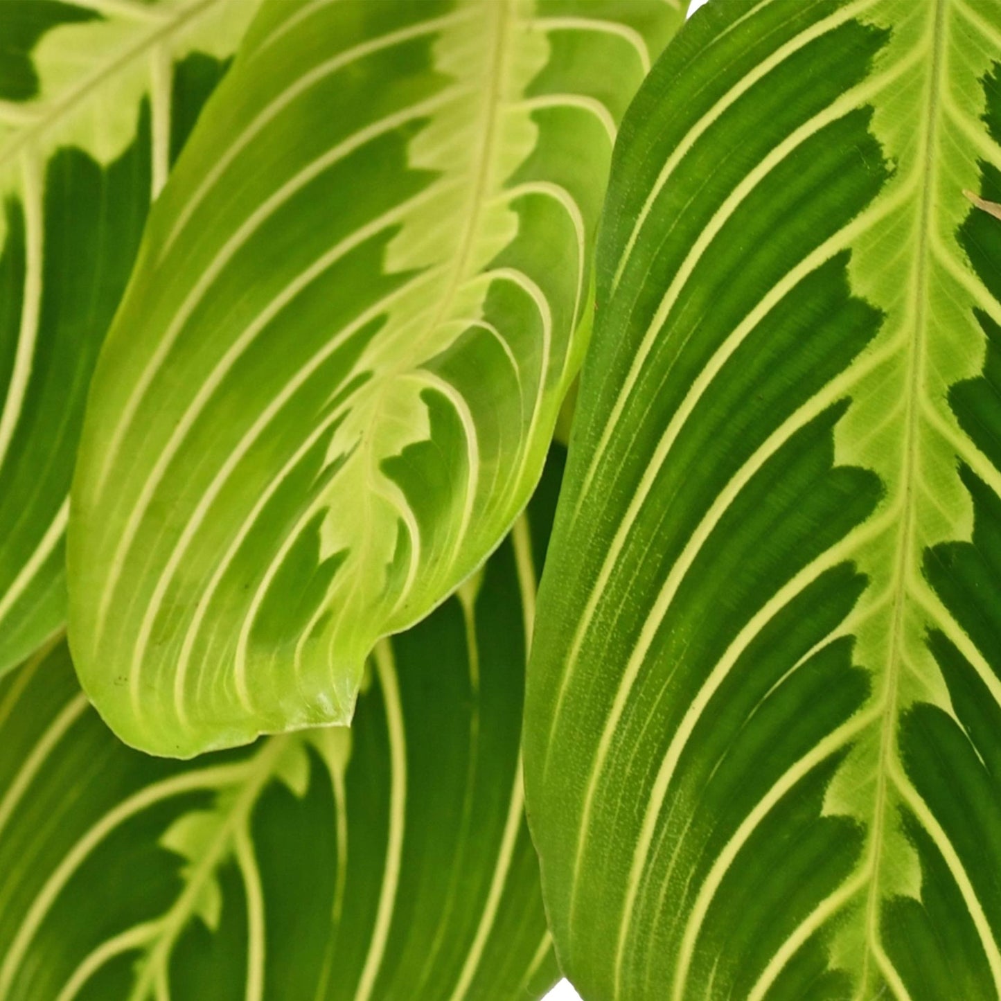 Green boutiQ - Zimmerpflanze - Maranta Fascinator Lemon Lime - Gebetspflanze - Haustierfreundlich - Grün - 2 Pflanzen - Topf 12cm - Höhe 30-35cm