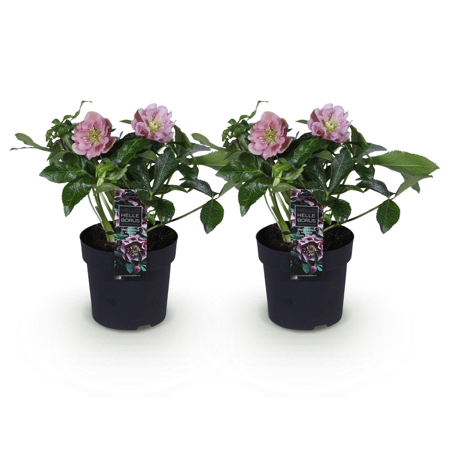 GreenboutiQ - Gartenpflanze - Lenzrose - Helleborus orientalis Double Ellen Pink - Rosa Blüte - 2 Pflanzen - Immergrün - Topf 14cm Höhe 35cm
