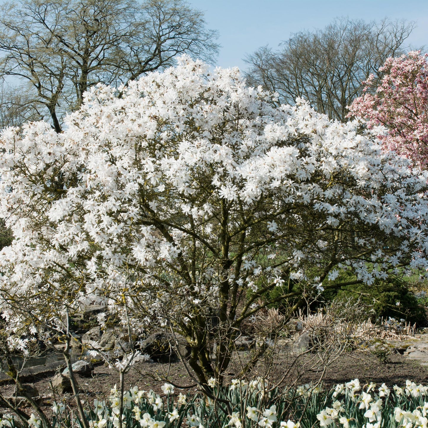 GreenboutiQ - Sträucher - Magnolia Stellata - Blüte Weiß - 1 Pflanze - Laubabwerfend - Wenig Pflege - Topf 17cm Höhe 45cm