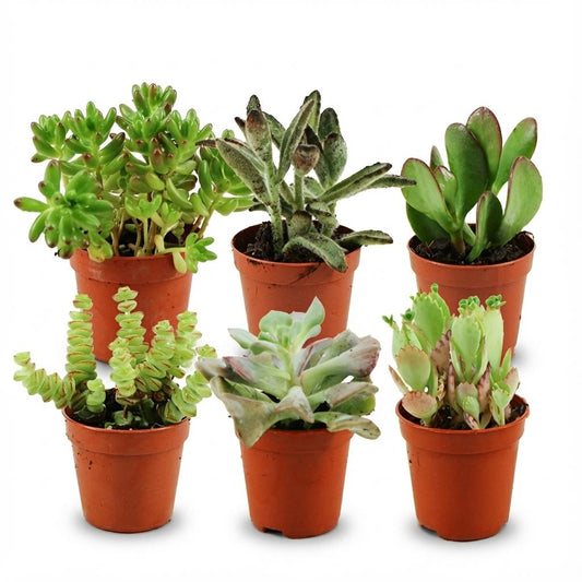 Mini Sukkulenten Mix - 6 Stück - Ø 5,5 cm - Höhe: 5-10 cm