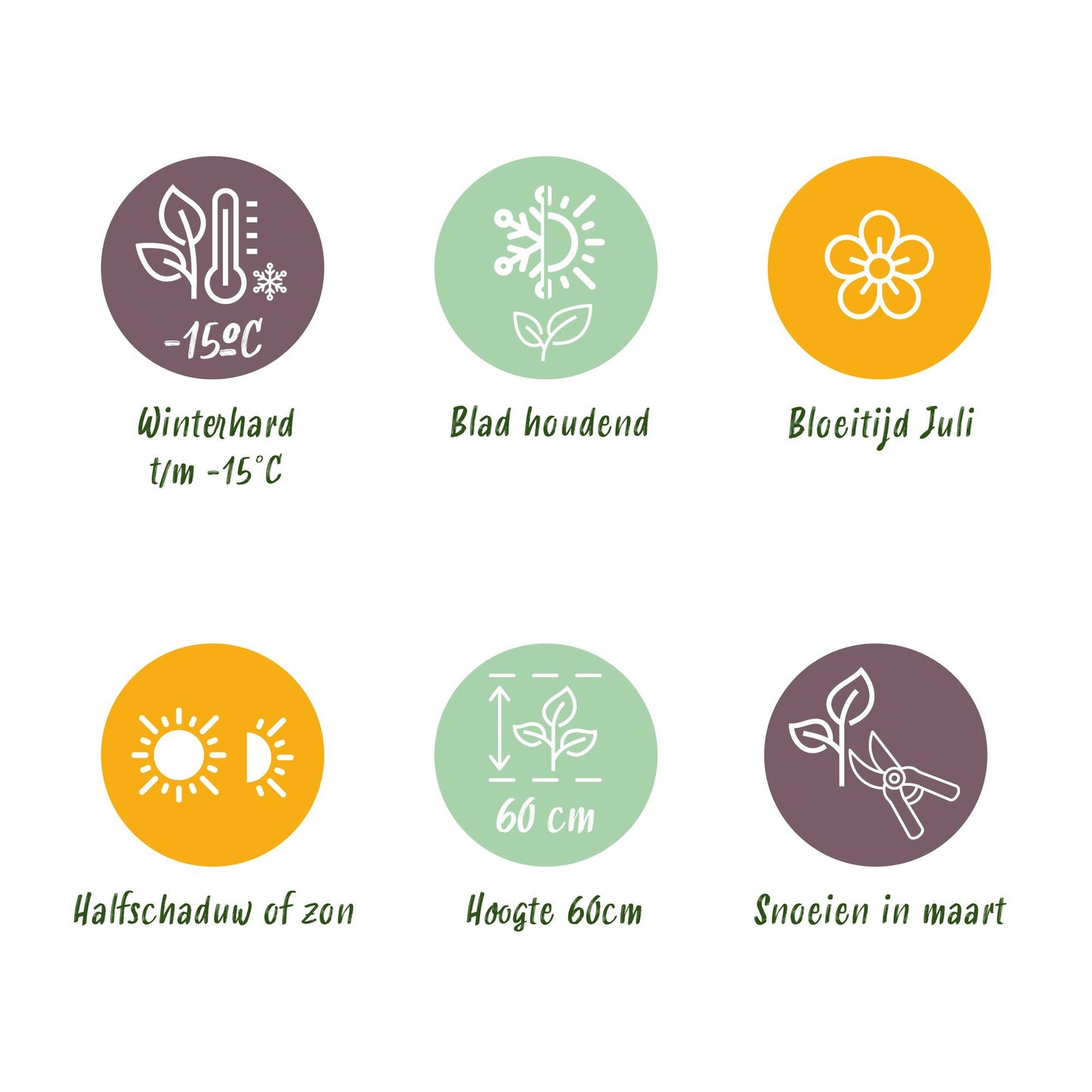 GreenboutiQ - Ziergräser - Carex comans Frosted Curls - Grün - 4 Pflanzen - Immergrün - Wenig Pflege - Topf 17cm Höhe 50cm