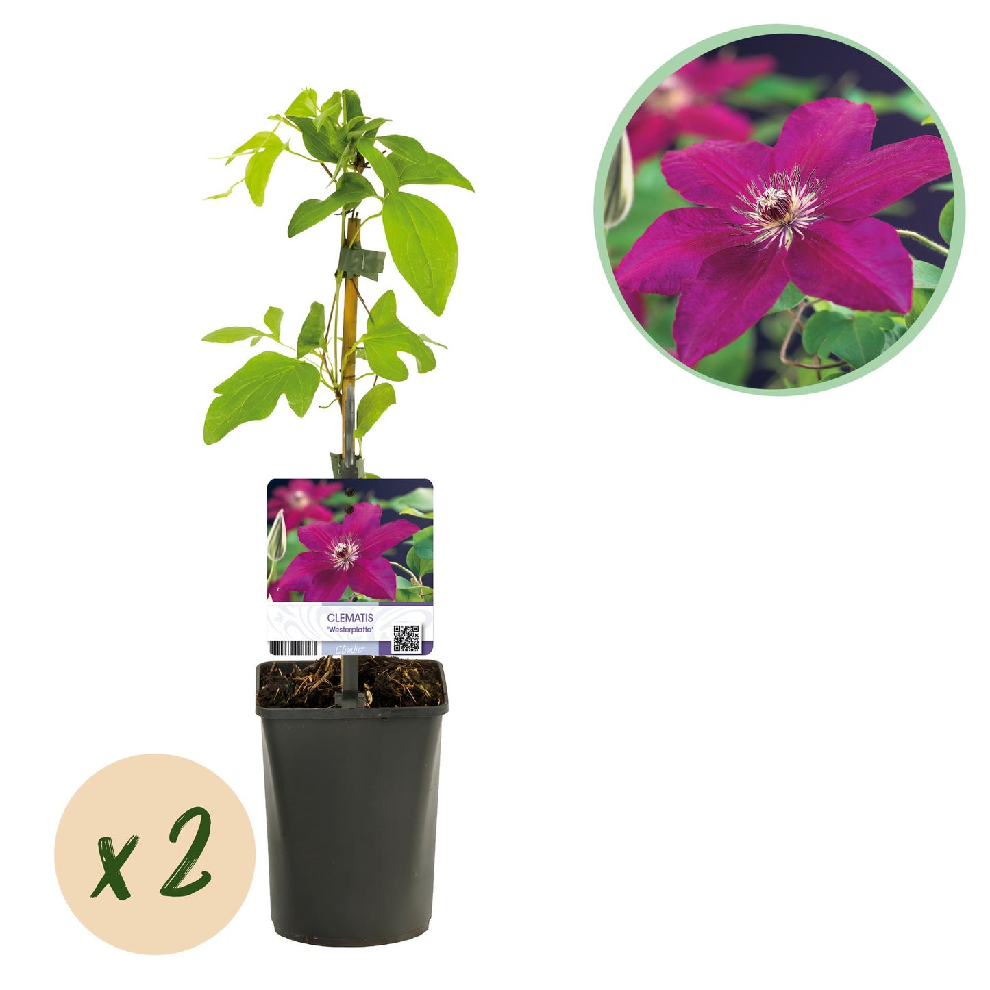 GreenboutiQ - Kletterpflanze - Clematis Westerplatte - Blüte Rot - Pflegeleicht - 2 Pflanzen - Topf 11cm Höhe 40cm