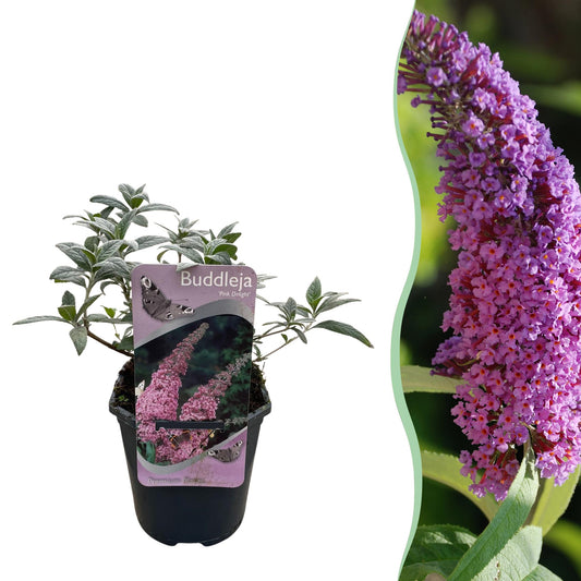 GreenboutiQ - Schmetterlingsstrauch - Buddleja davidii Pink Delight - Blüte Rosa - 1 Pflanze - Laubabwerfend - Schmetterlingsanziehend - Topf 17cm Höhe 25cm