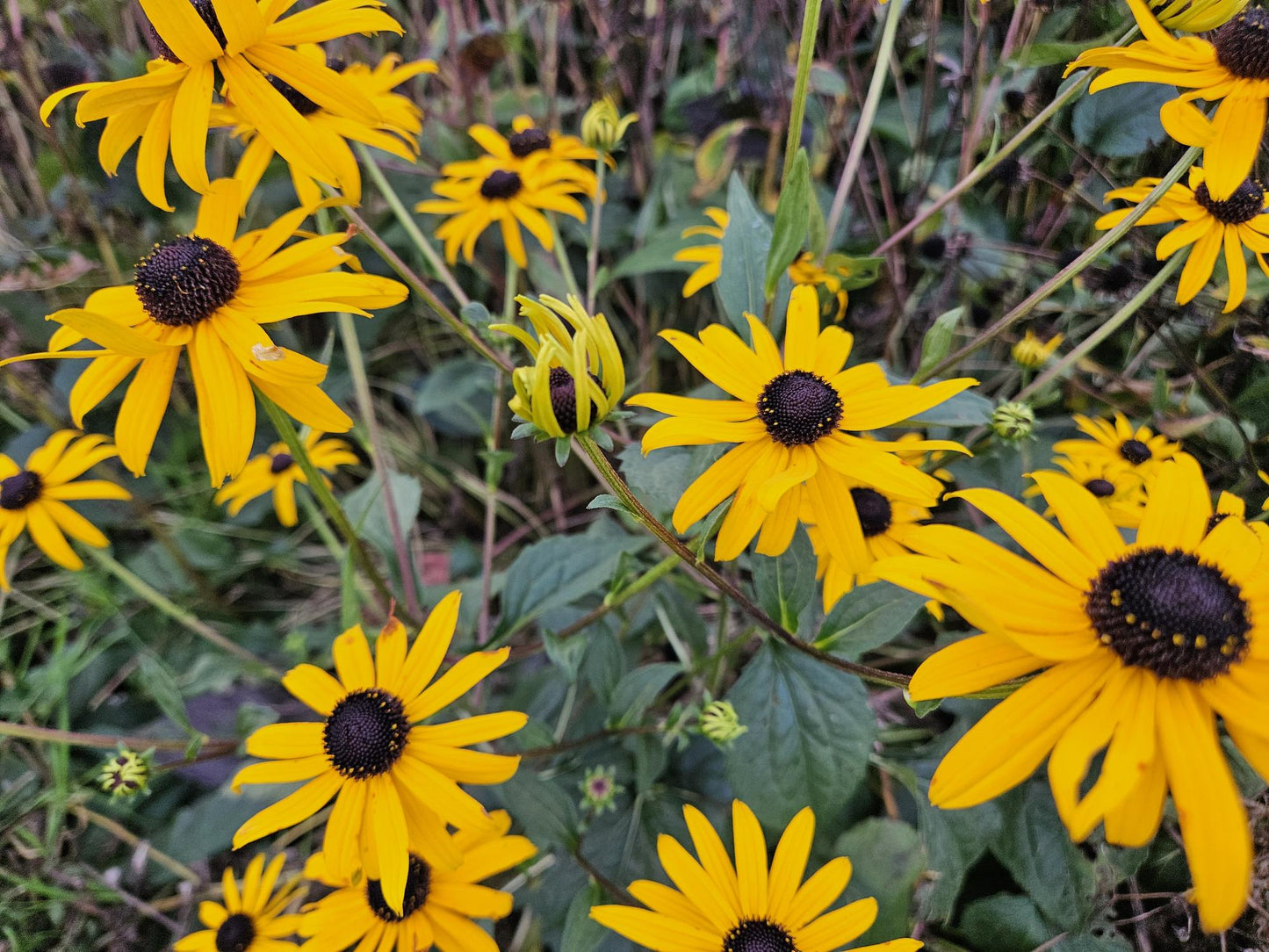 40x Rudbeckia fulgida 'Goldsturm' - ↕10-25cm - Ø9cm