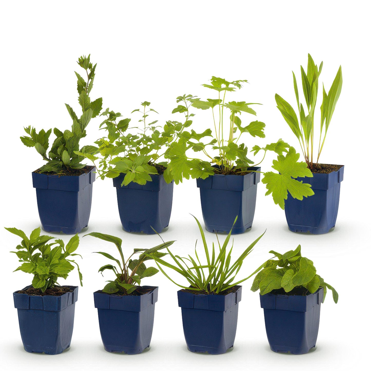 GreenboutiQ - Staudenpaket - Bienen- und Schmetterlingsanziehend - 8 Stauden - Für 1 m2 - Verschiedene Farben - Wenig Pflege - Topf 11cm