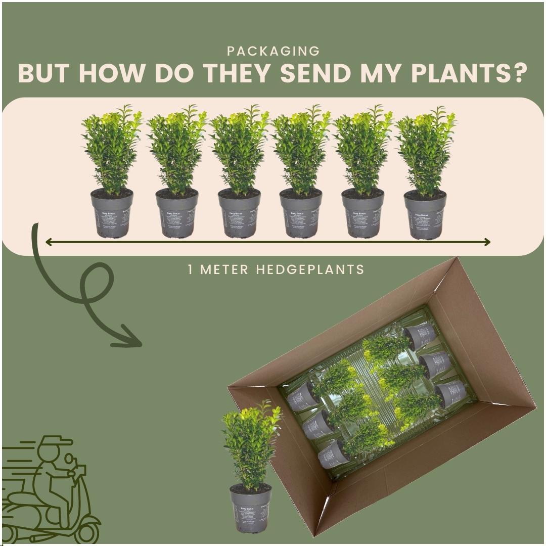 Plants by Frank - 1 meter Buxus Sempervirens haag - Buxus Sempervirens - Set van 6 winterharde haagplanten - Bladhoudende haag - Vers van de kwekerij geleverd