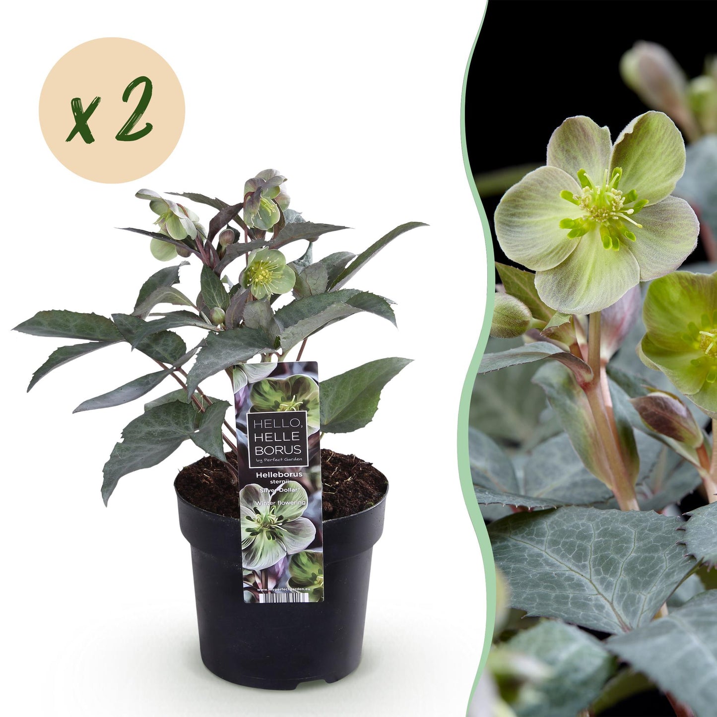 GreenboutiQ - Gartenpflanze - Lenten Rose - Helleborus sternii Silver Dollar - Grüne Blüte - 2 Pflanzen - Immergrün - Topf 14cm Höhe 35cm