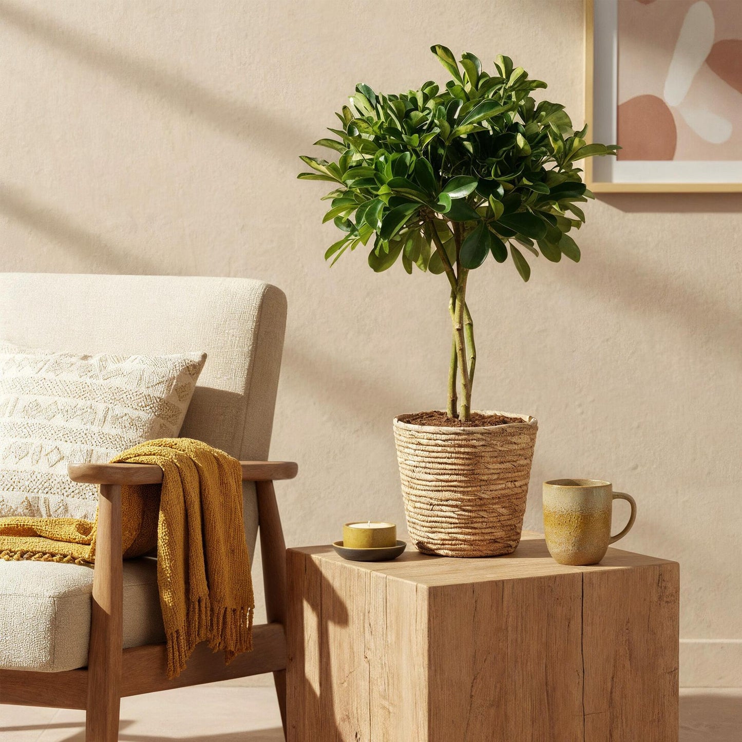 Green boutiQ - Zimmerpflanzen - Schefflera Gold Capelle - Fingerbaum - Wenig Pflege - Grün - Gold - 1 Pflanze - Topf 21cm - Höhe 70-81cm