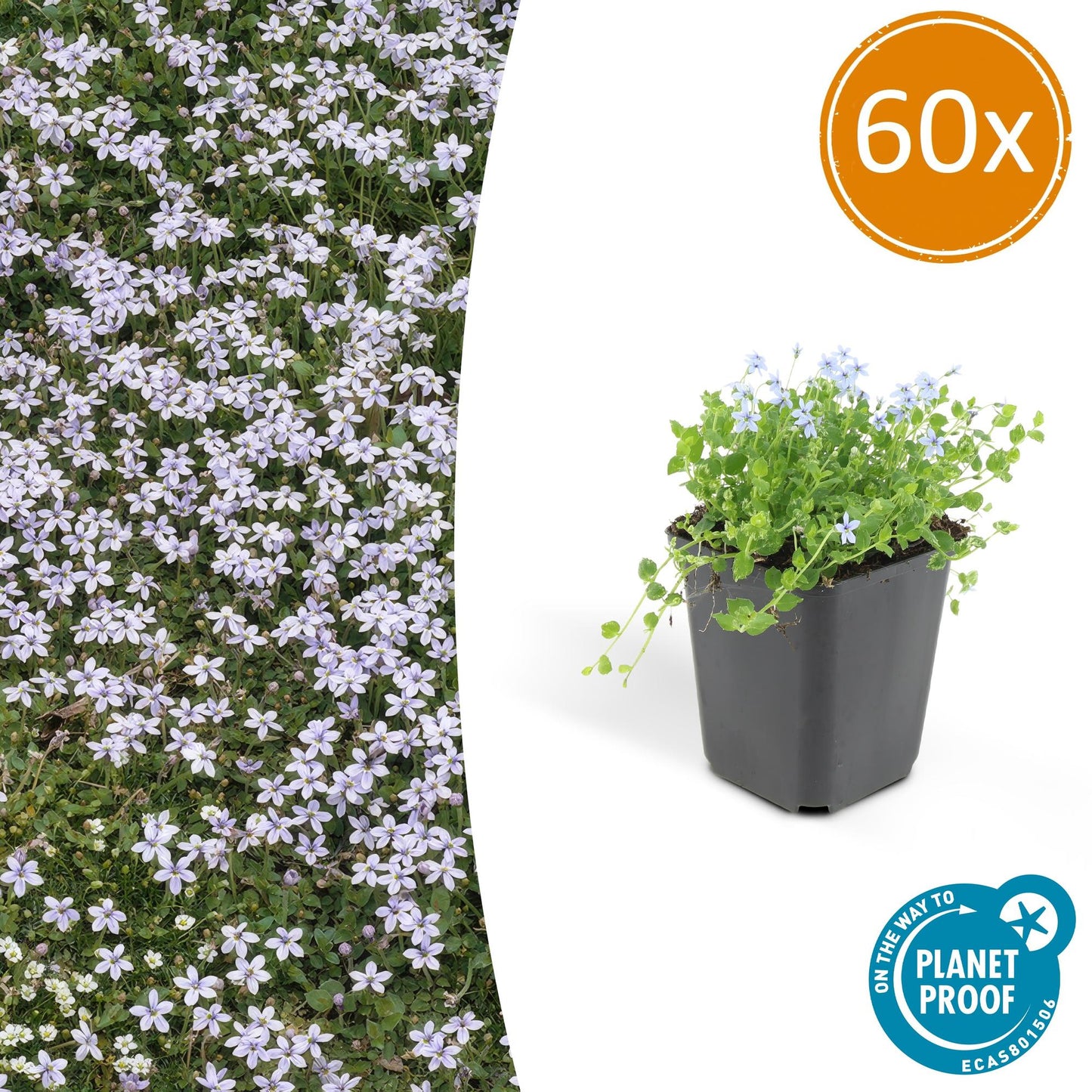 60x Isotoma fluviatilis - ↕10-25cm - Ø9cm