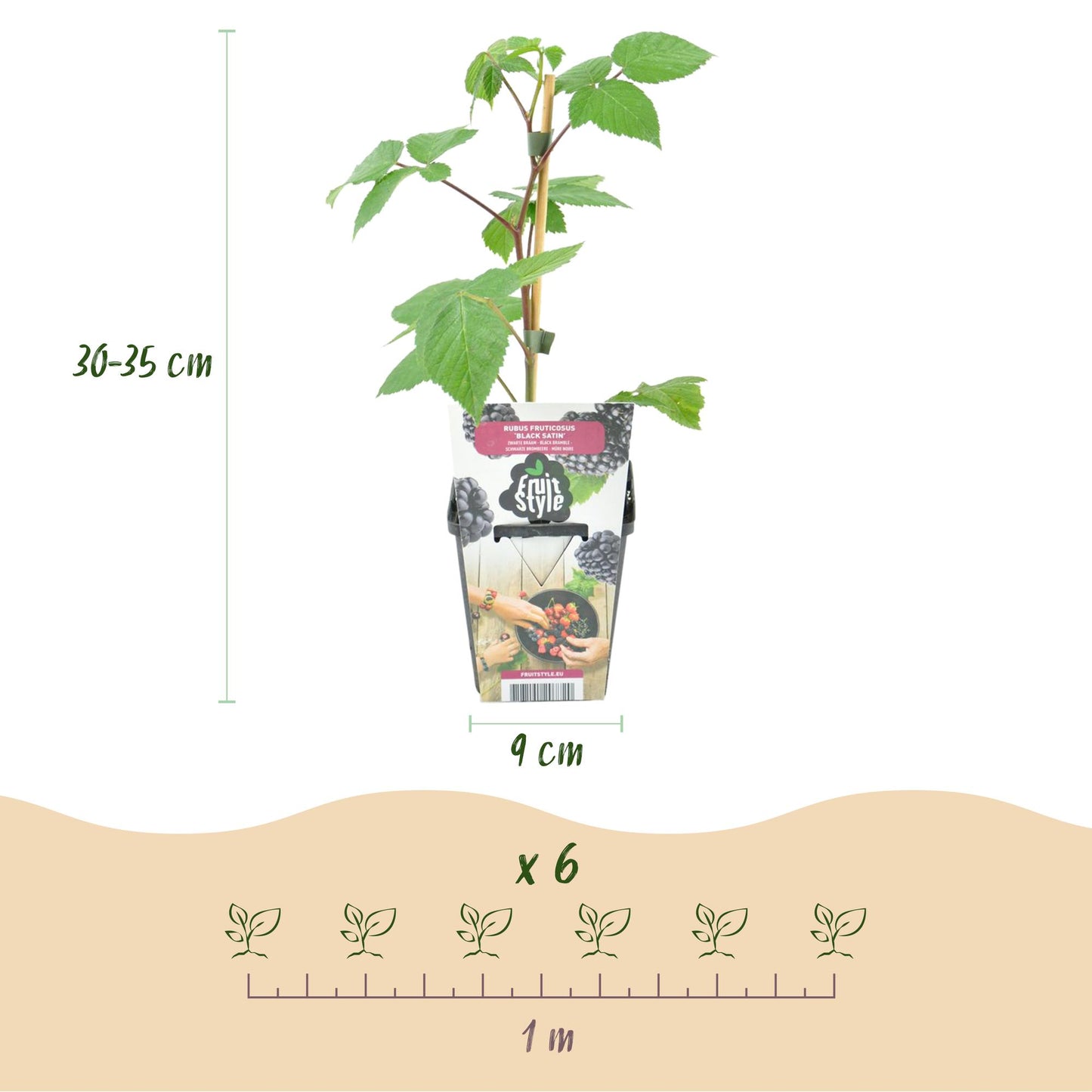 GreenboutiQ - Obstpflanzen - Brombeere - Rubus Black Satin - Winterhart - 6 Pflanzen - Topf 9 cm - Schwarze Brombeere