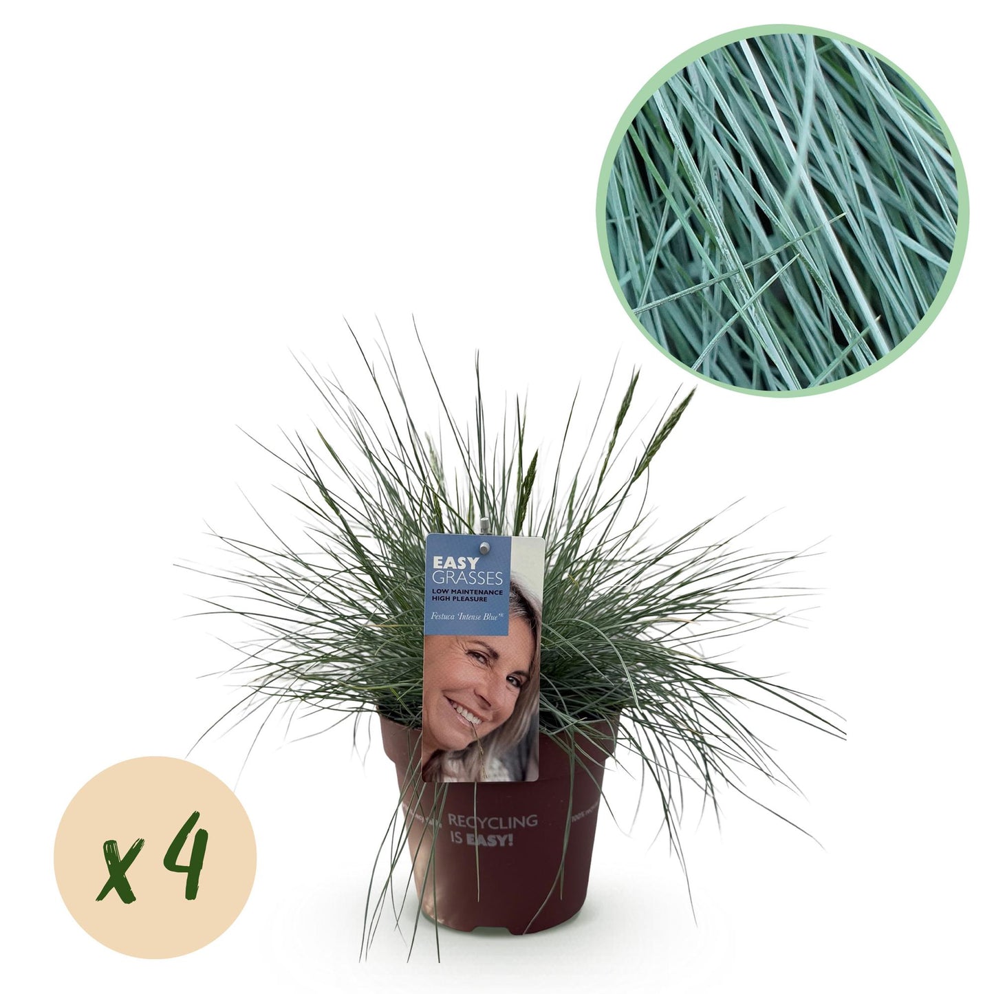 GreenboutiQ - Ziergräser - Festuca glauca Intense Blue - Blau - 4 Pflanzen - Immergrün - Wenig Pflege - Topf 17cm Höhe 50cm