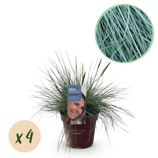 GreenboutiQ - Ziergräser - Festuca glauca Intense Blue - Blau - 4 Pflanzen - Immergrün - Wenig Pflege - Topf 17cm Höhe 50cm