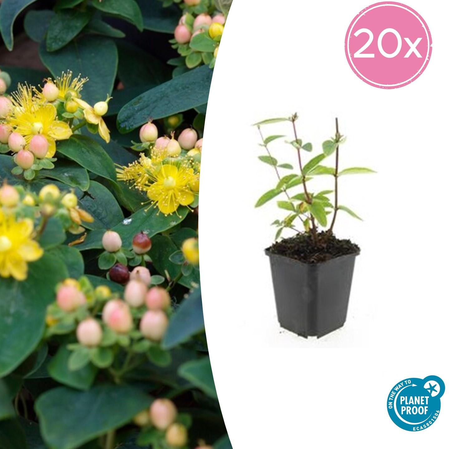 20x Hypericum inodorum 'Annebel' - ↕10-25cm - Ø9cm