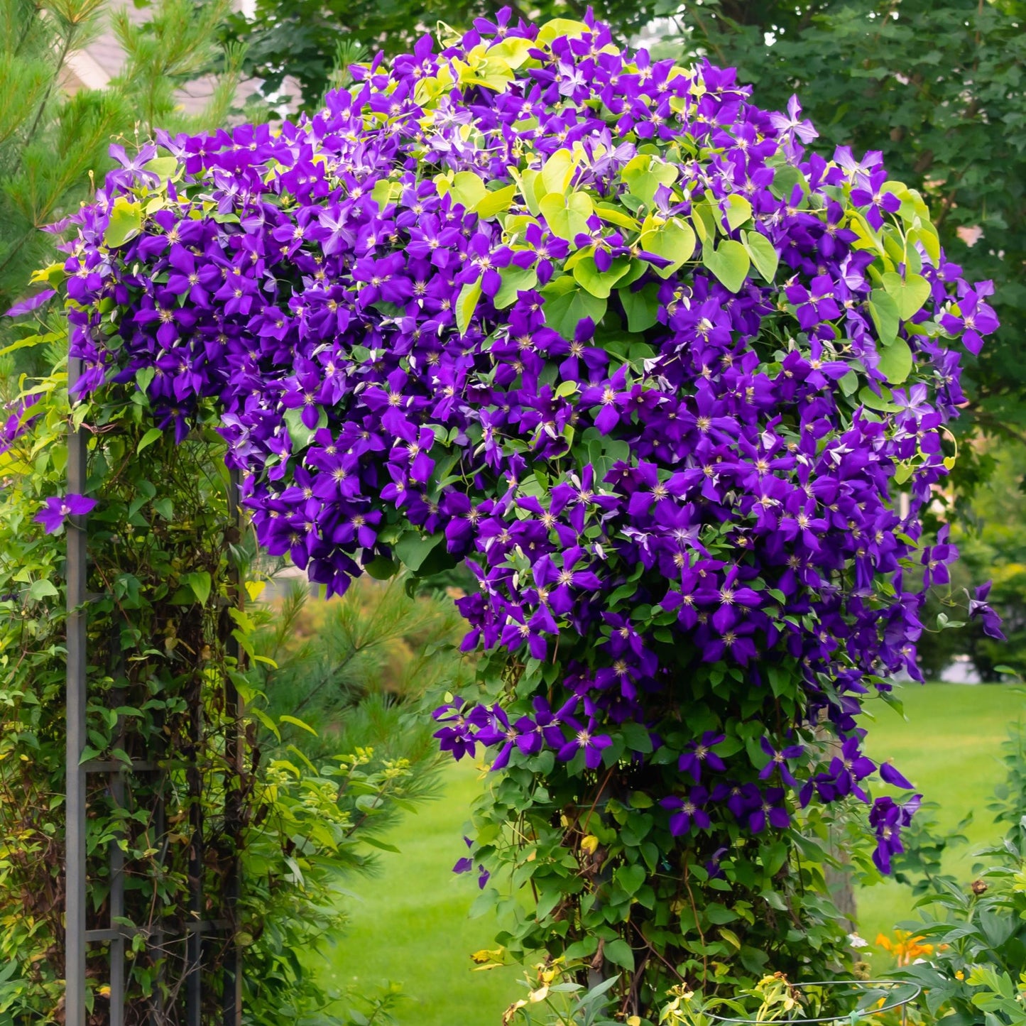 GreenboutiQ - Kletterpflanze - Clematis Jackmanii - Blüte Blau - Wenig Pflege - 2 Pflanzen - Topf 11cm Höhe 40cm
