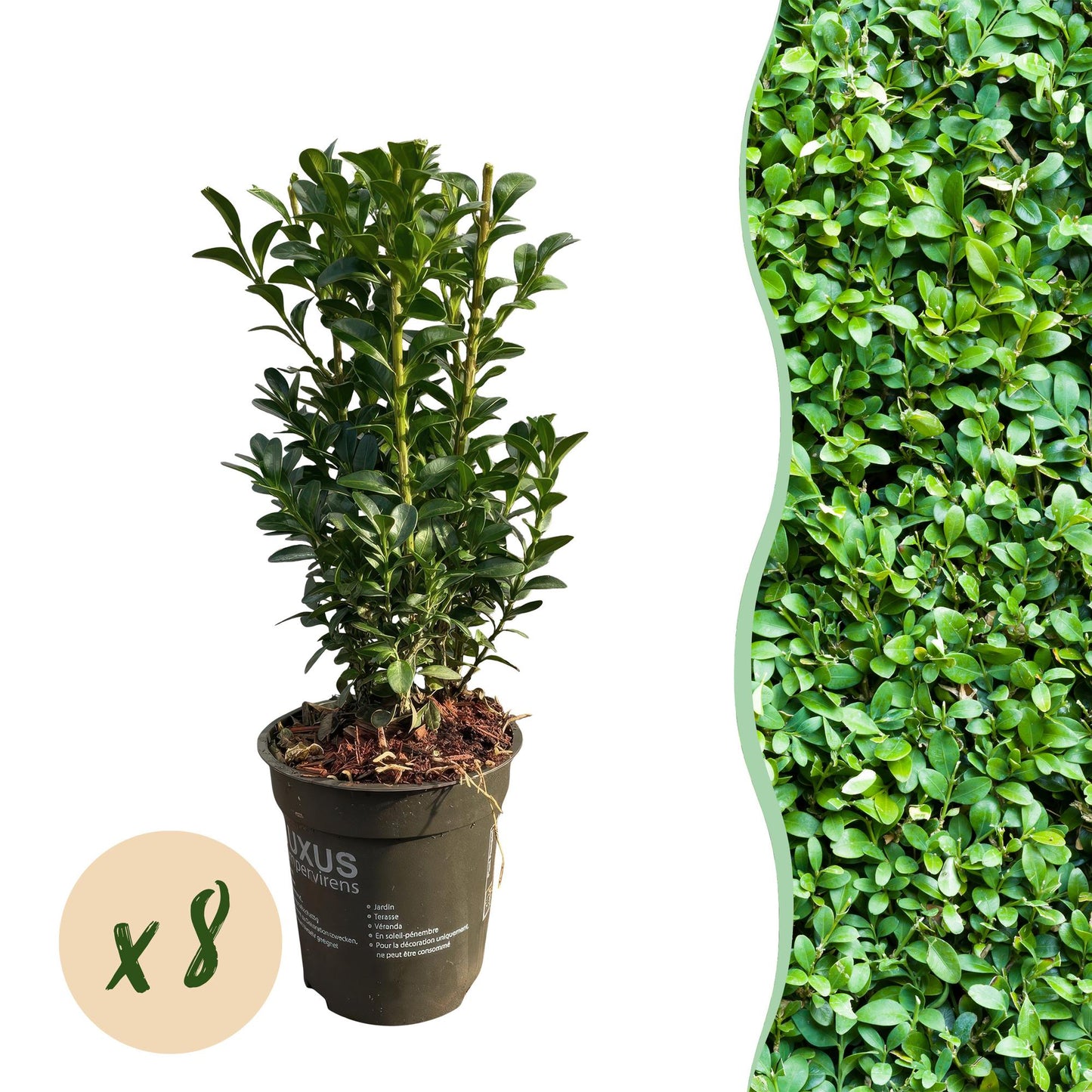 GreenboutiQ - Heckenpflanzen - Buxus sempervirens - Blatt grün - 8 Pflanzen - 1 laufender Meter - immergrün - Topf 9cm Höhe 20-25cm