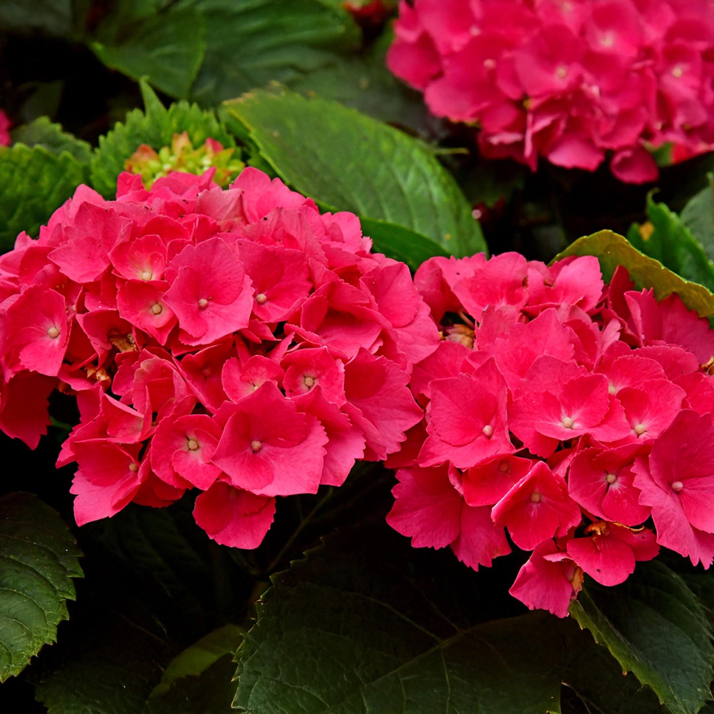 GreenboutiQ - Hortensie - Hydrangea macrophylla Rot - Blüte Rot - 1 Pflanze - Laubabwerfend - Wenig Pflege - Topf 17cm Höhe 30cm