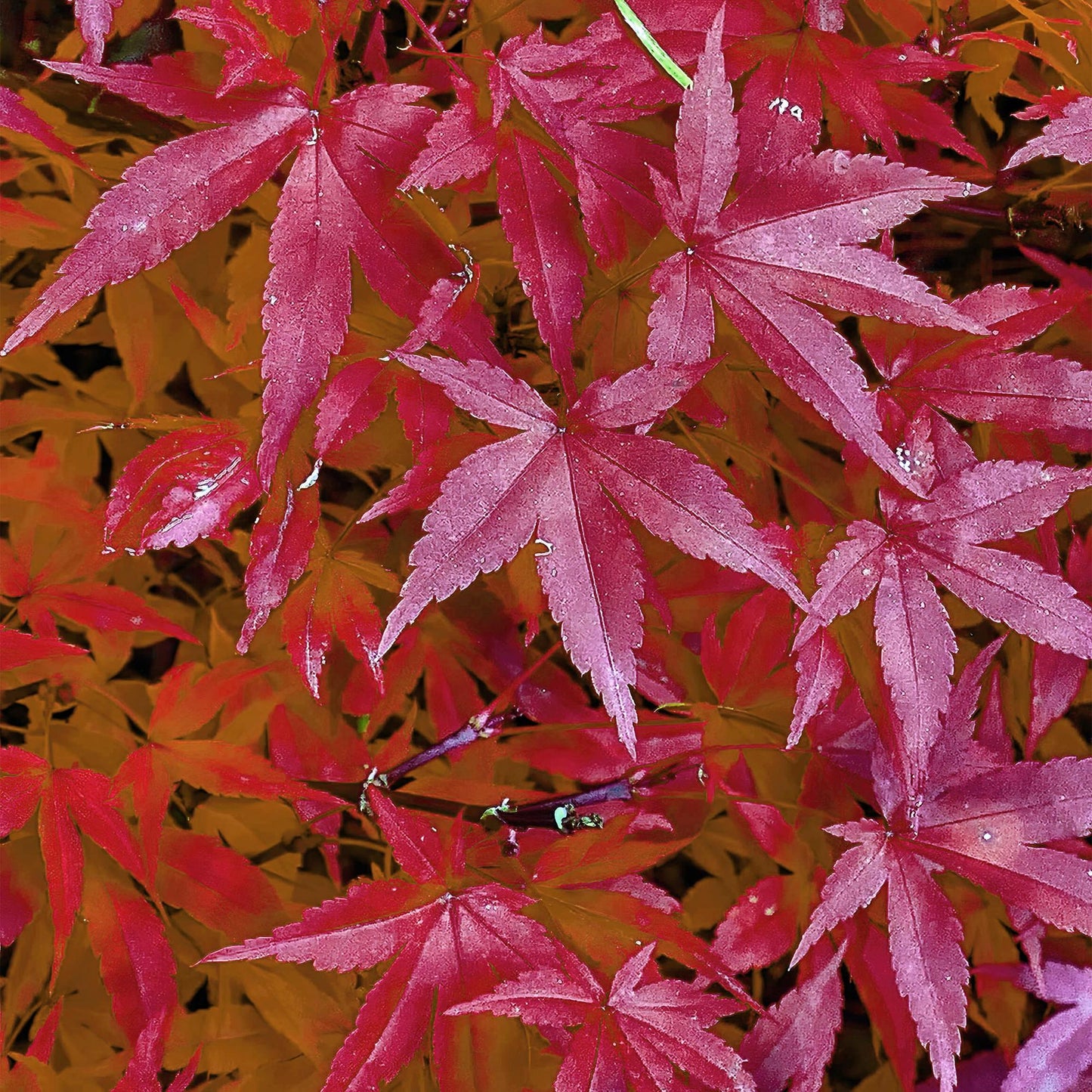 GreenboutiQ - Balkonpflanze - Japanischer Ahorn - Acer palmatum Pink Dwarf - Rosa - 1 Pflanze - Laubabwerfend - Topf 19cm Höhe 70cm