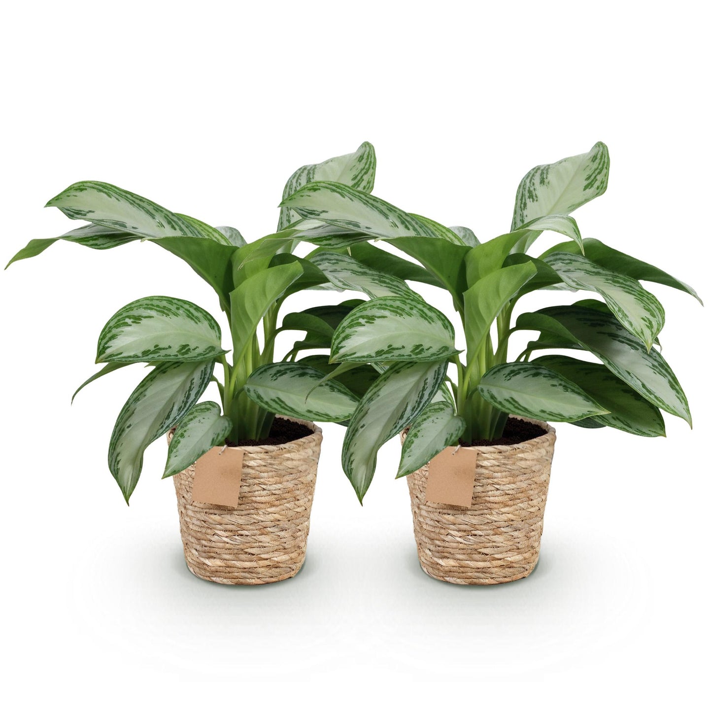 Green boutiQ - Zimmerpflanzen - Aglaonema Silver Bay - Silberblatt - Wenig Pflege - mit Korb - Silber - 2 Pflanzen - Topf 17cm - Höhe 70-75cm