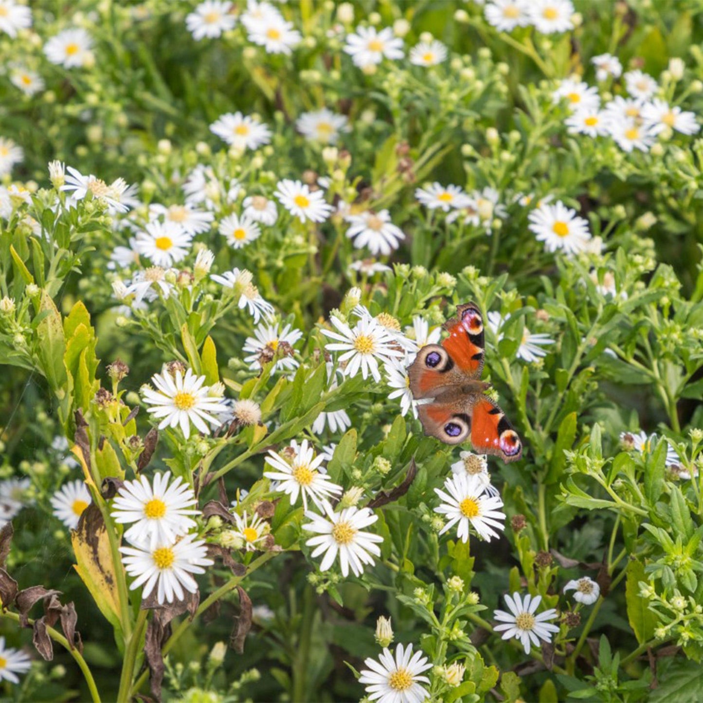 GreenboutiQ - Staudenpaket - Farbe Weiß - 24 Stauden - Für 3 m2 - Verschiedene Farben - Wenig Pflege - Topf 11cm