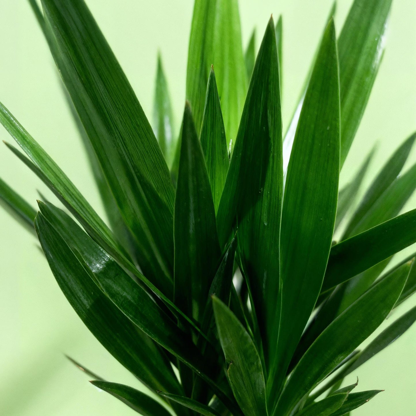 Green boutiQ - Zimmerpflanze - Yucca elephantipes - Yucca - Pflegeleicht - Grün - 1 - Topf 27cm - Höhe 170cm