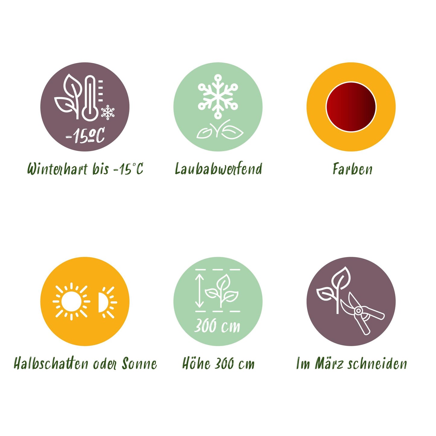 GreenboutiQ - Balkonpflanze - Japanischer Ahorn - Acer palmatum Jerre Swarts - Dunkelrot - 1 Pflanze - Laubabwerfend - Topf 19cm Höhe 70cm