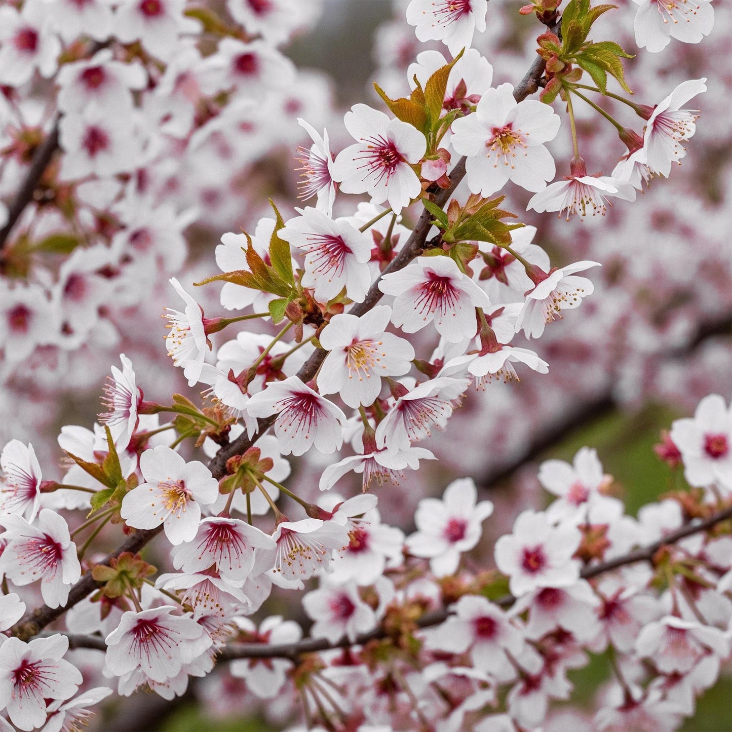 GreenboutiQ - Stamm Pflanze - Prunus incisa Koujou-no-mai - Terrassen Pflanze - Laubabwerfend - Winterhart - Weiße Blüte - Topf 19cm Höhe 90cm