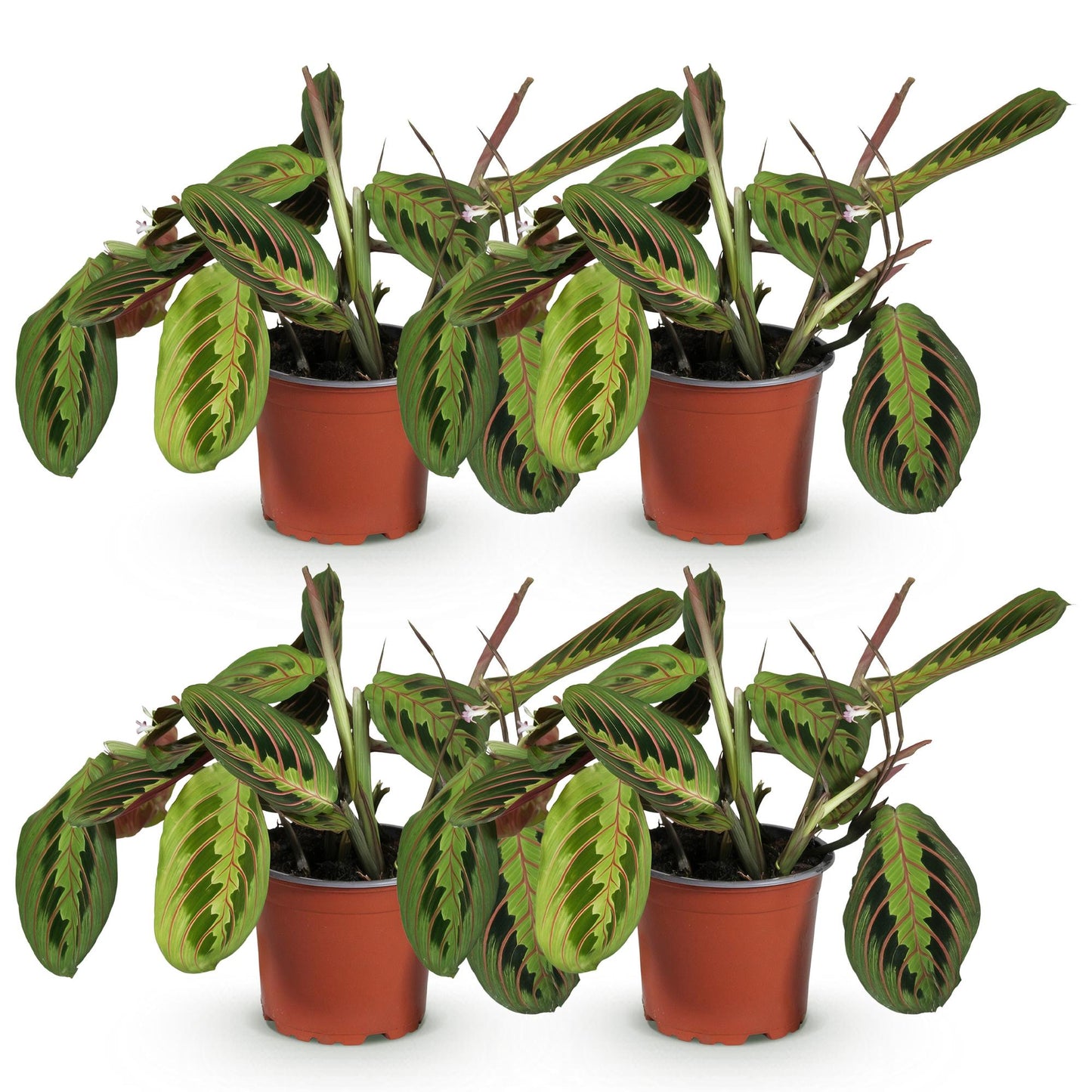 Green boutiQ - Zimmerpflanze - Maranta Fascinator Tricolour - Gebets Pflanze - Haustierfreundlich - Grün - 4 Pflanzen - Topf 12cm - Höhe 30-35cm