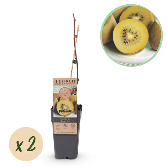 GreenboutiQ - Obstpflanze - Gelbe Kiwi - Actinidia deliciosa Golden Kiwi - Gelbe Frucht - 2 Pflanzen - Topf 15cm Höhe 50cm