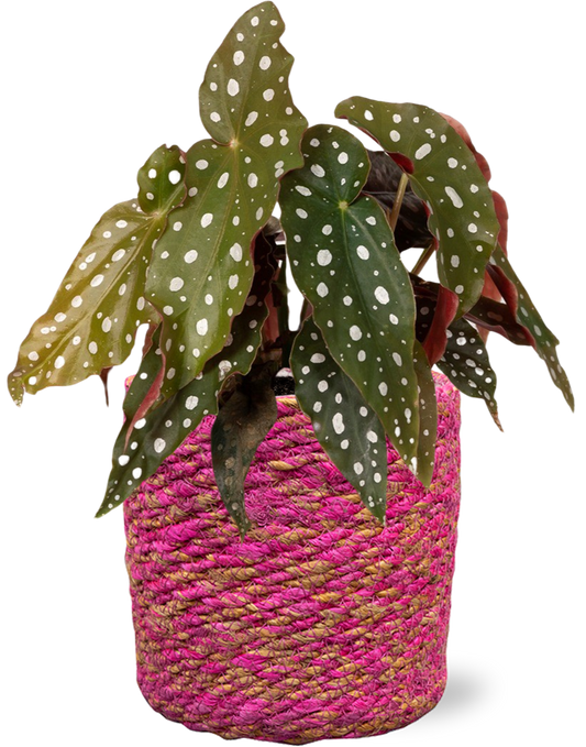Easter - Begonia Maculata + Mand Malin Roze D12H12cm
