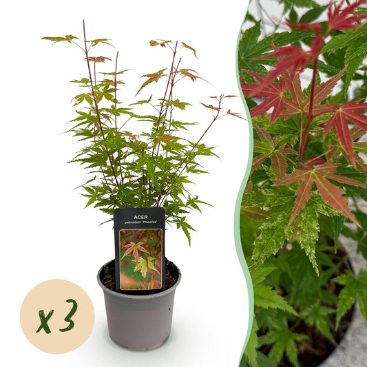 GreenboutiQ - Gartenpflanze - Acer palmatum Phoenix - Rosa - 3 Pflanzen - Laubabwerfend - Wenig Pflege - Topf 12cm Höhe 35cm