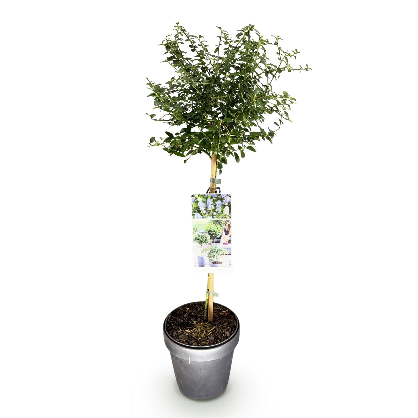 GreenboutiQ - Stamm-Pflanze - Ceanothus thyrsiflorus Repens - Terrassenpflanze - Immergrün - Winterhart - Lila Blüte - Topf 19cm Höhe 90cm