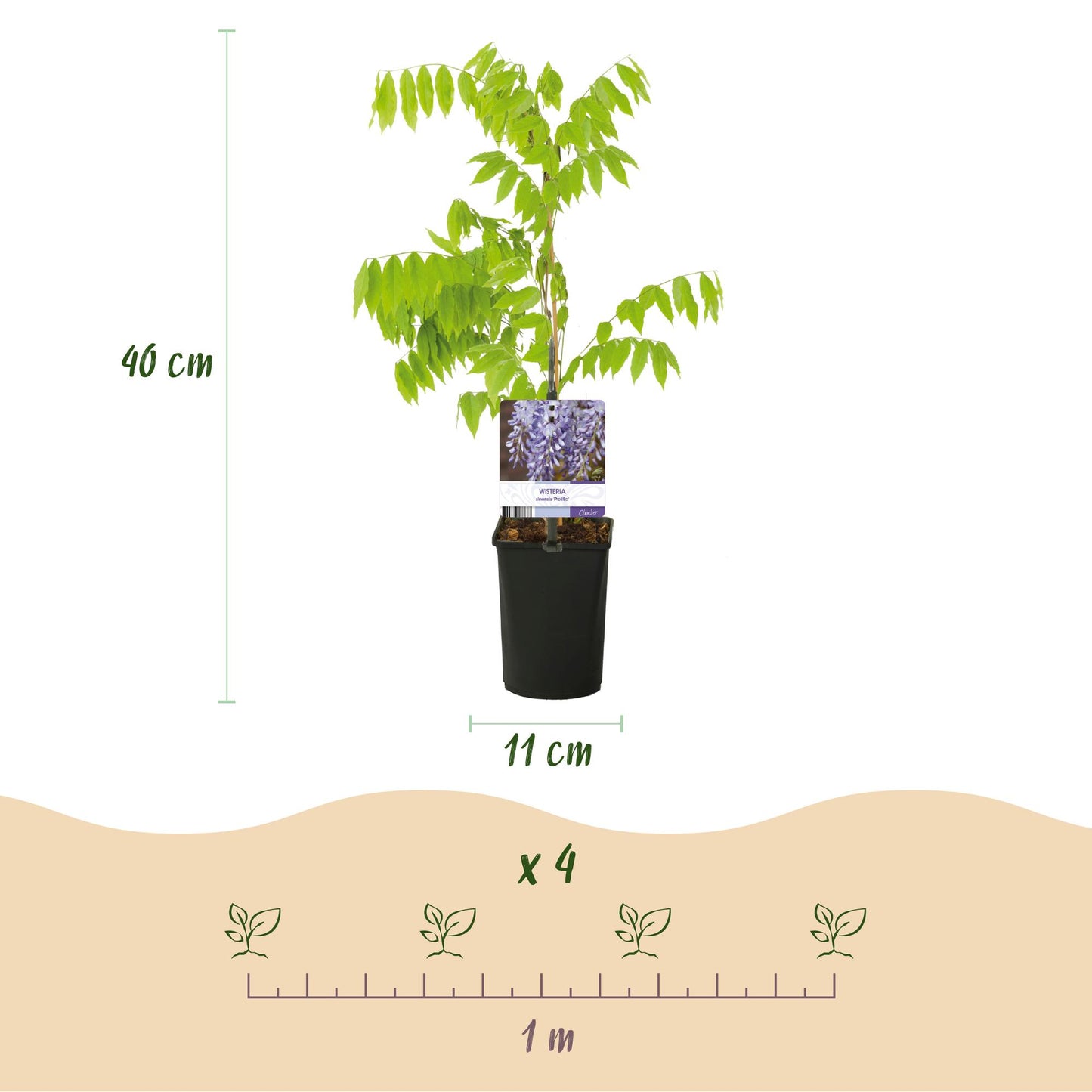 GreenboutiQ - Blauregen - Wisteria floribunda Prolific - Blüte Blau - 1 Pflanze - Topf 11cm Höhe 40cm
