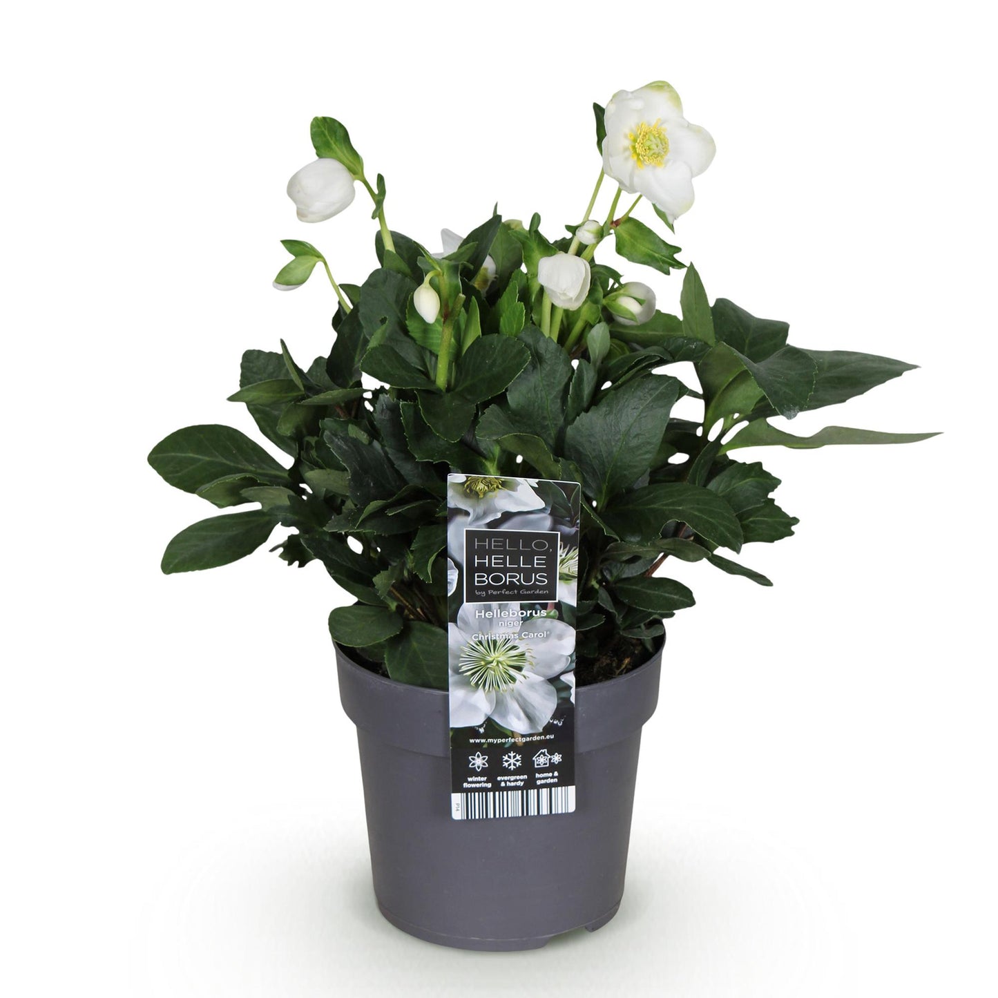 GreenboutiQ - Gartenpflanze - Weihnachtsrose - Helleborus Christmas Carol - Weiße Blüte - 1 Pflanze - Immergrün - Topf 14cm Höhe 30cm