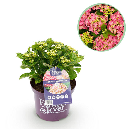 Green boutiQ - Balkonpflanze - Hortensie - Hydrangea Forever & Ever - Rosa - 7-12 Blüten - Topf 23cm Höhe 55cm