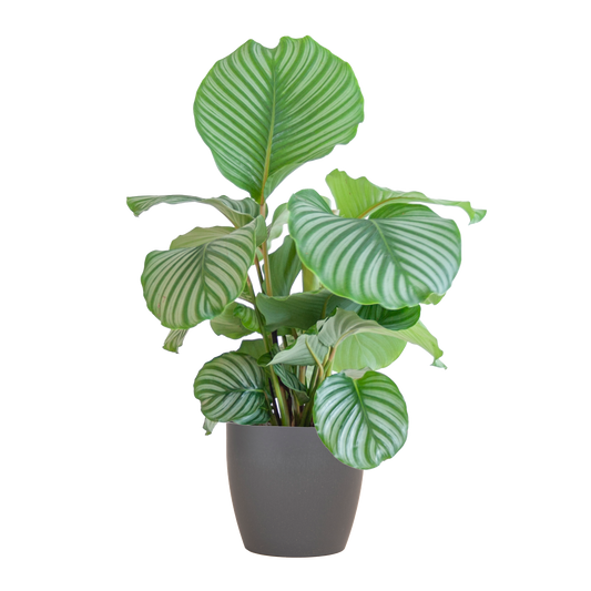 Calathea Orbifolia  mit Viber grau - 65cm - Ø21