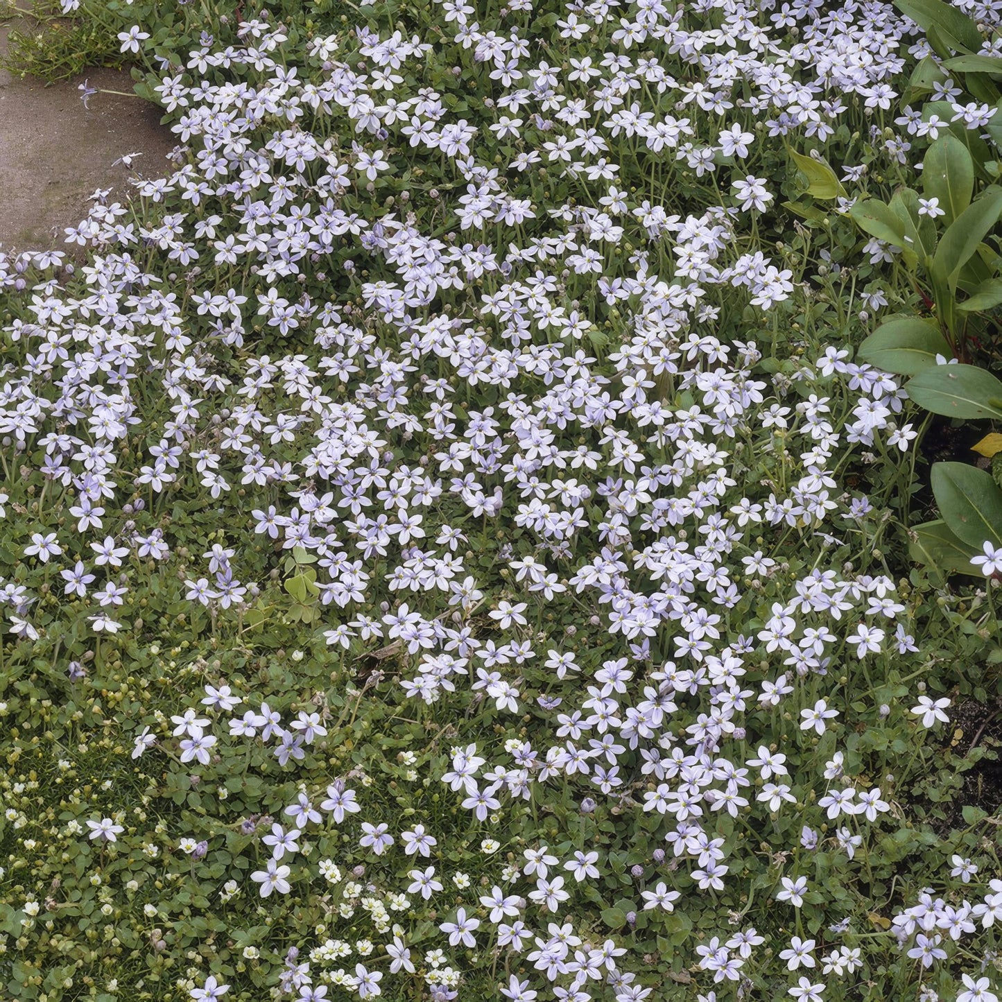40x Isotoma fluviatilis - ↕10-25cm - Ø9cm