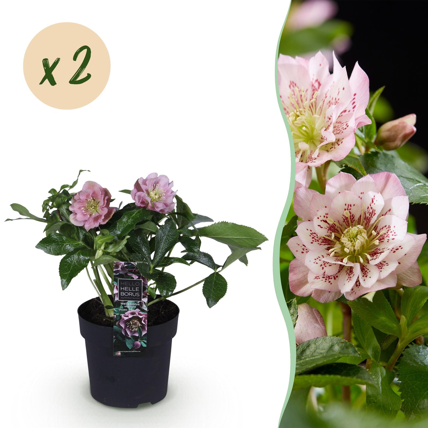 GreenboutiQ - Gartenpflanze - Lenzrose - Helleborus orientalis Double Ellen Pink - Rosa Blüte - 2 Pflanzen - Immergrün - Topf 14cm Höhe 35cm