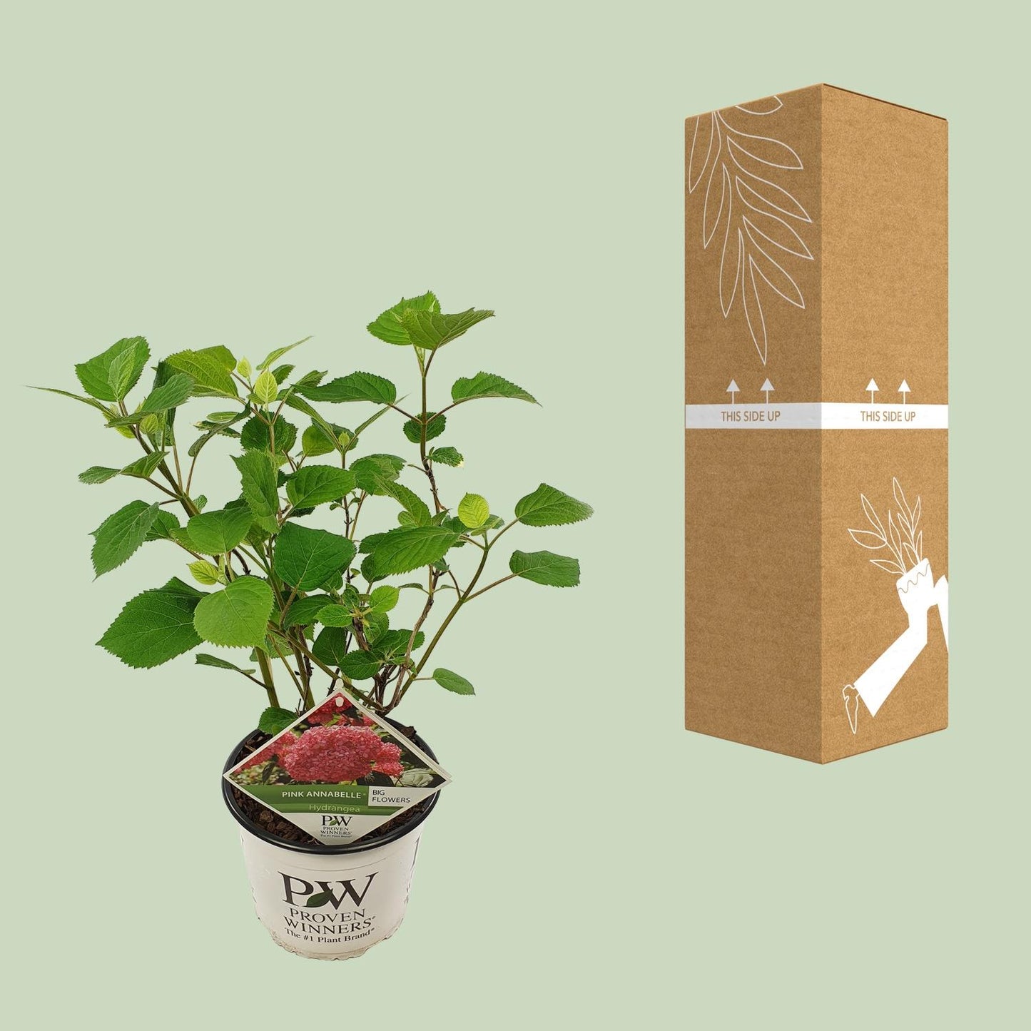 Hydrangea arbo. 'Pink Annabelle' - Ø19cm - ↕30cm