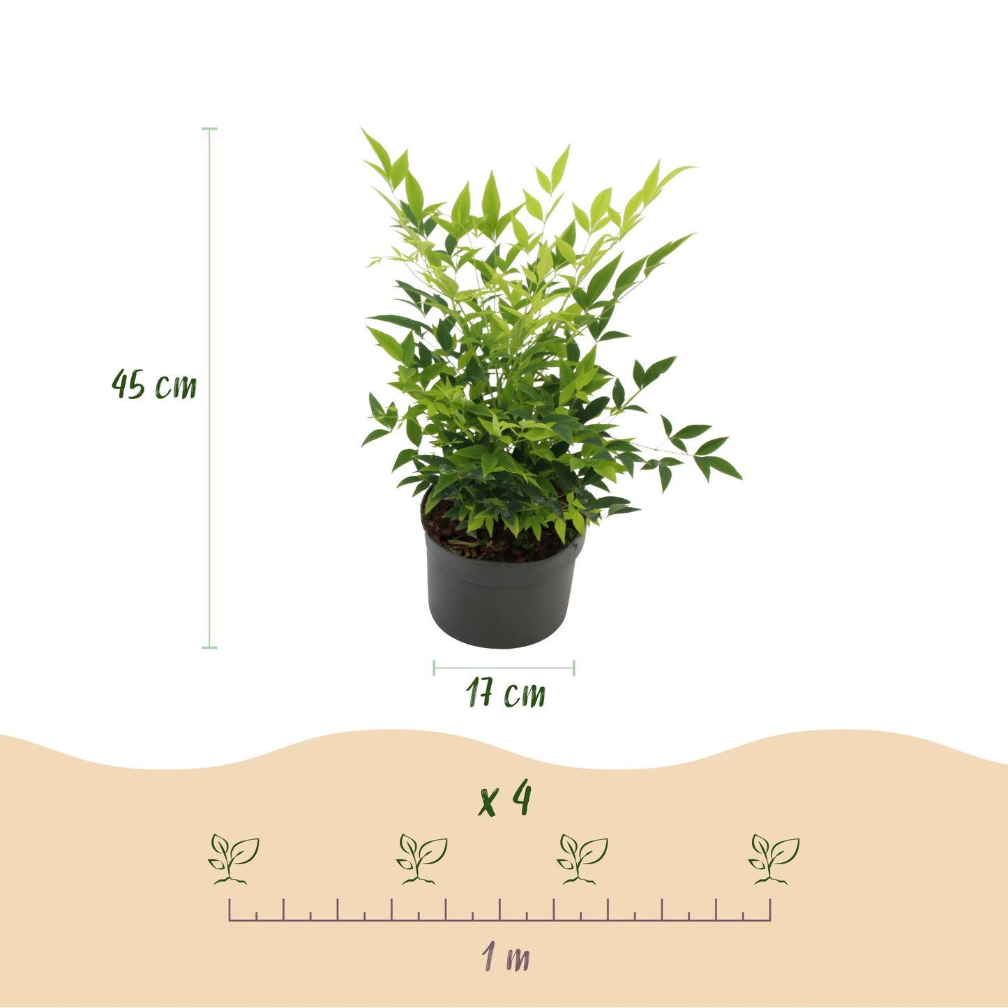 GreenboutiQ - Gartenpflanze - Nandina Lemon & Lime - Gelb - 2 Pflanzen - Immergrün - Wenig Pflege - Topf 17cm Höhe 45cm