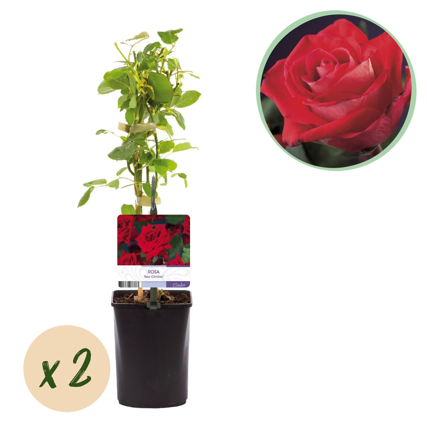 GreenboutiQ - Klimrose - Rosa Red Climber - Blüte Rot - Wenig Pflege - 2 Pflanzen - Topf 11cm Höhe 40cm