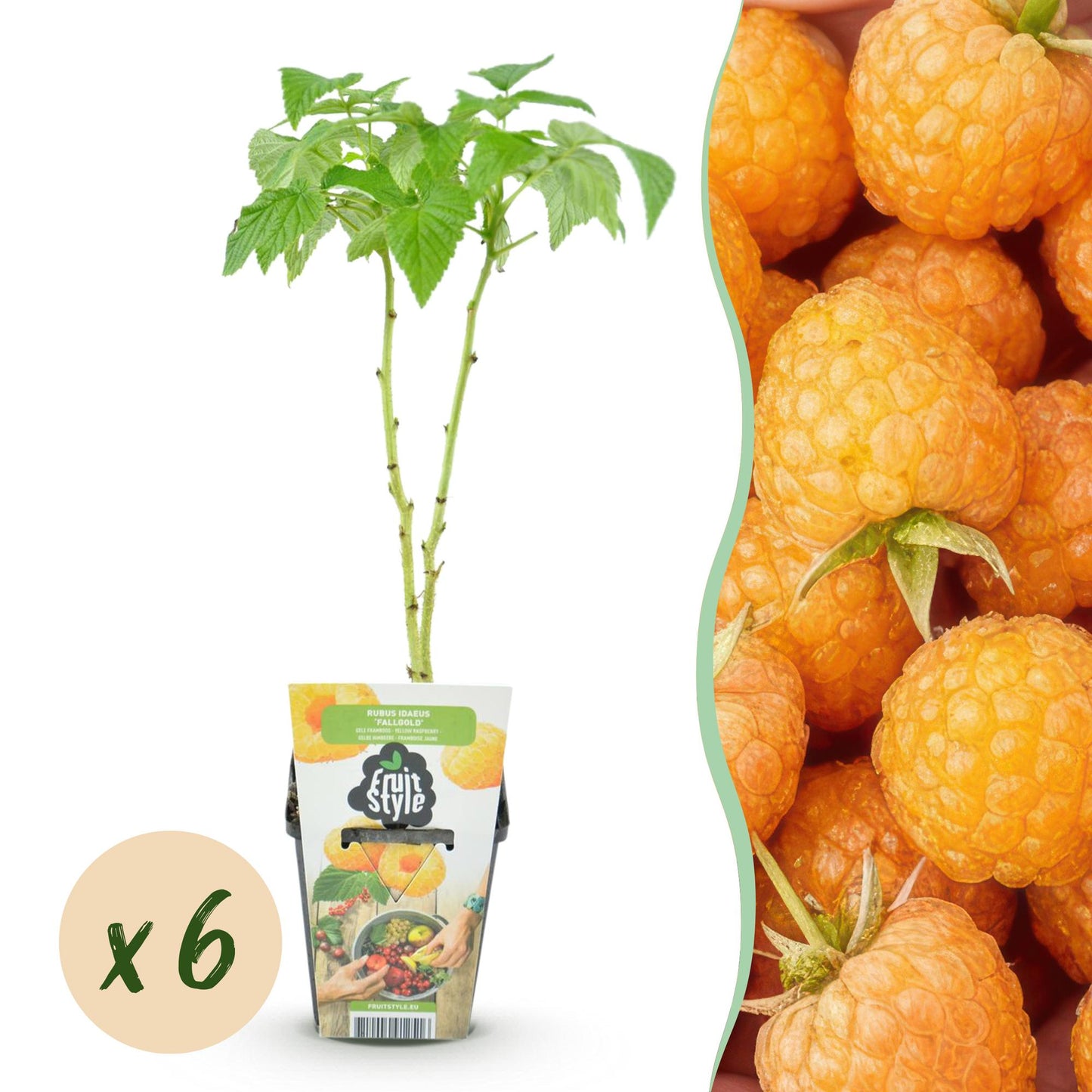 GreenboutiQ - Obstpflanzen - Himbeere - Rubus idaeus Fallgold - Winterhart - 6 Pflanzen - Topf 9 cm - Gelbe Himbeere