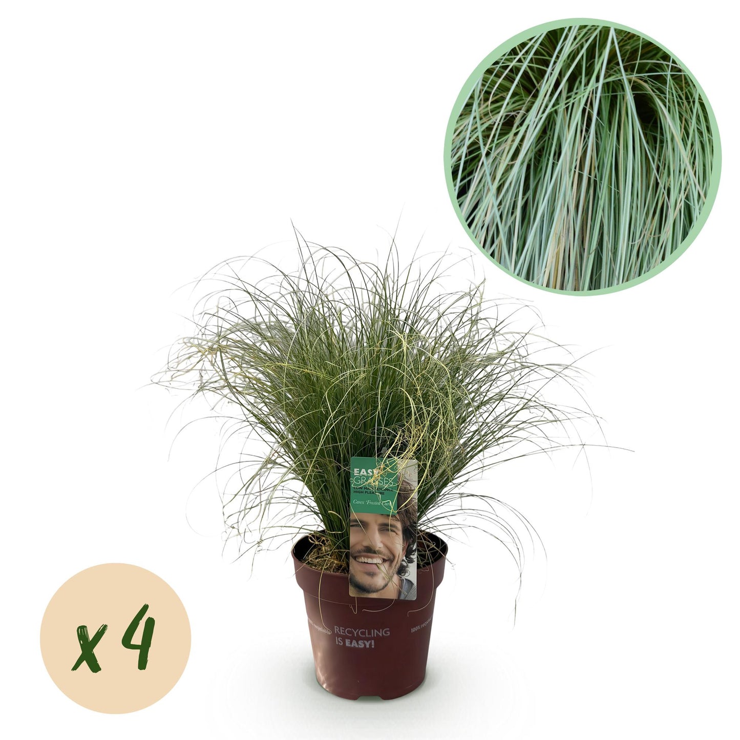 GreenboutiQ - Ziergräser - Carex comans Frosted Curls - Grün - 4 Pflanzen - Immergrün - Wenig Pflege - Topf 17cm Höhe 50cm