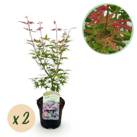 GreenboutiQ - Balkonpflanze - Japanischer Ahorn - Acer palmatum Phoenix - Rosa - 2 Pflanzen - Laubabwerfend - Topf 19cm Höhe 70cm