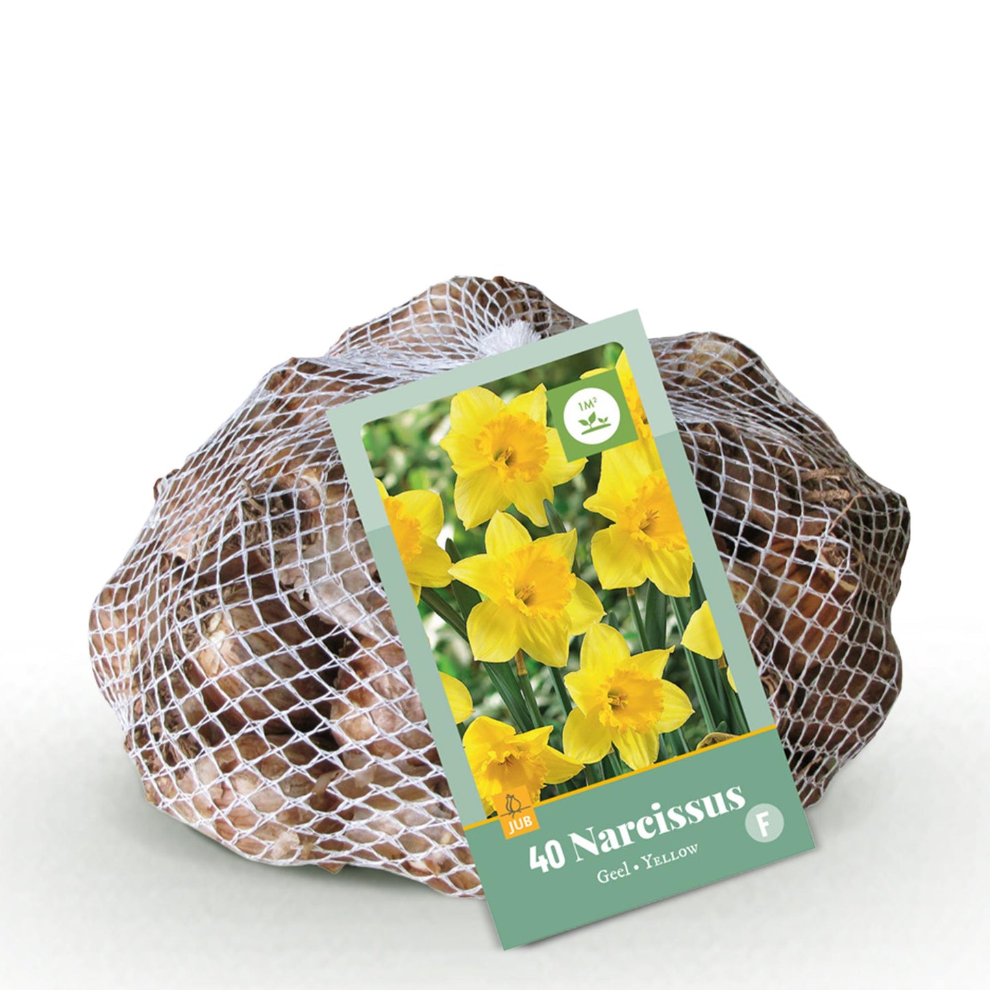GreenboutiQ - Blumenzwiebeln - Narcis Yellow - Farbe Gelb - 40 Stück - Zwiebelgröße 10/12
