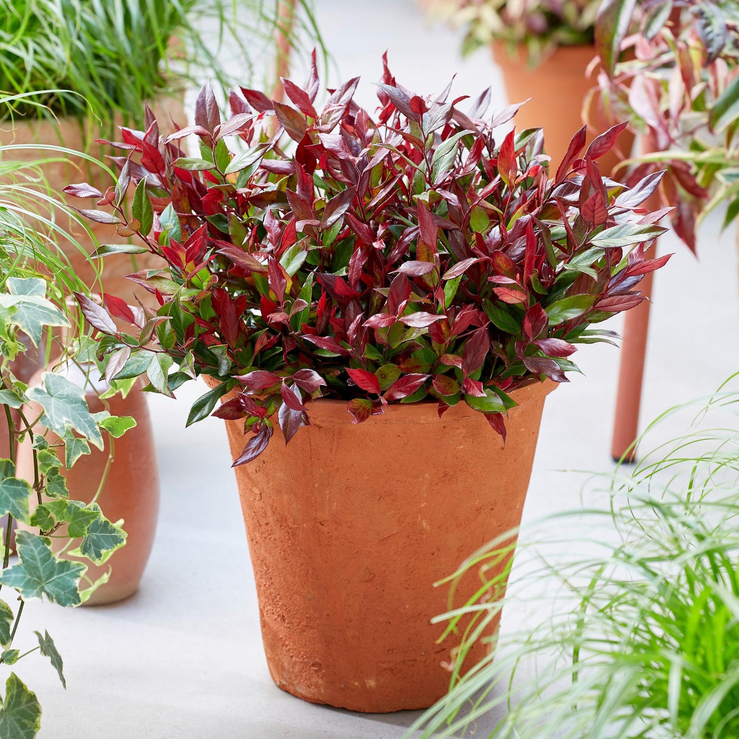GreenboutiQ - Gartenpflanze - Leucothoe Little Flame - Rot - 2 Pflanzen - Immergrün - Pflegeleicht - Topf 17cm Höhe 45cm